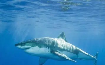 Où sont localisés les requins dans le monde ?