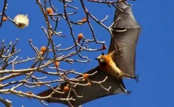 Quel est l’animal le plus dangereux en Afrique ?