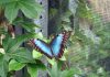 Visiter une serre à papillons : un voyage fascinant au cœur de la biodiversité Visiter une serre à papillons : un voyage fascinant au cœur de la biodiversité