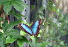 Visiter une serre à papillons : un voyage fascinant au cœur de la biodiversité