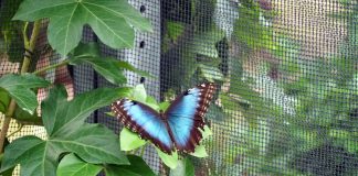 Visiter une serre à papillons : un voyage fascinant au cœur de la biodiversité Visiter une serre à papillons : un voyage fascinant au cœur de la biodiversité