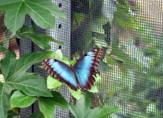 Visiter une serre à papillons : un voyage fascinant au cœur de la biodiversité