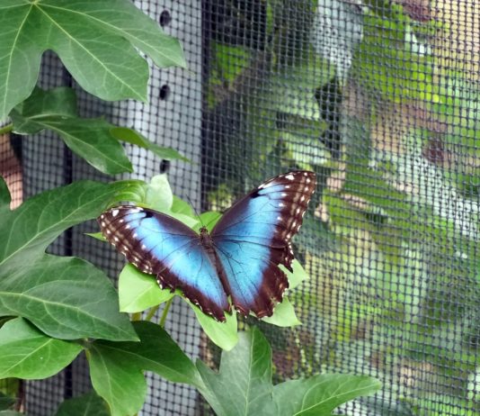 Visiter une serre à papillons : un voyage fascinant au cœur de la biodiversité Visiter une serre à papillons : un voyage fascinant au cœur de la biodiversité
